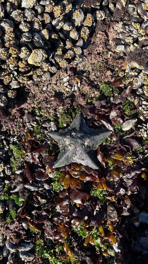 A black sea star sits on a bed of algae and mussels that has been exposed at low tide.